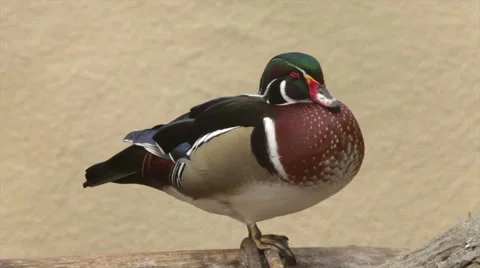Side full length view of a dreaming Carolina duck male, Aix sponsa. Stock-Footage 46270927