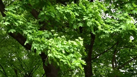 Side gimbal view of a green maple foliage Stock Footage 154595522
