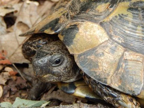 Side head closeup of forest turtle (Testudo hermanni) Stock Photos