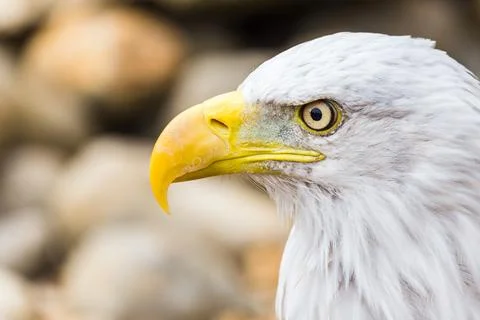 Side on head shot of a Bald Eagle Stock Photos