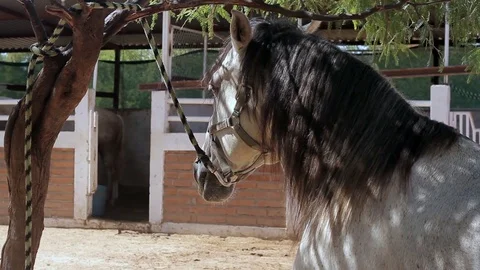 Side of horse in farm Stock Footage 81731139