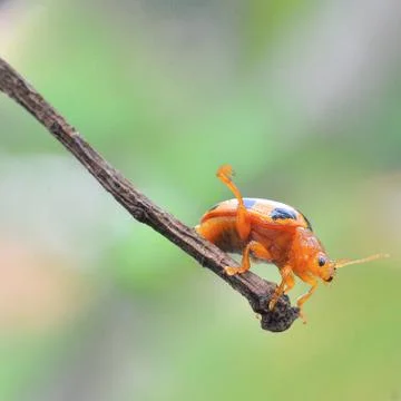 Side kick by bug Stock Photos