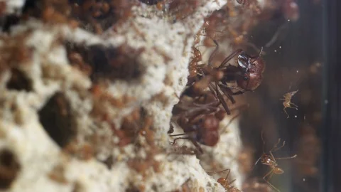 Side leaning major leafcutter ant stands among minim and minor ants at work Видео 129531323