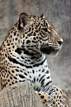Side of leopard. Stock Photos