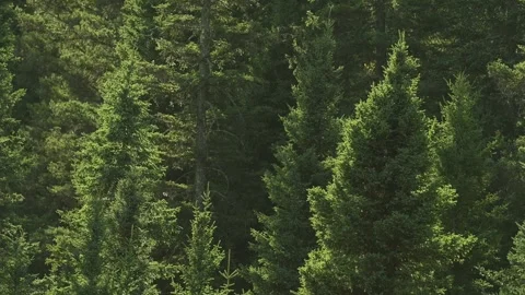Side-lit dark green spruce trees with side light blowing in a strong wind Stock Footage 318989731