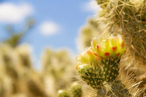 Side lite view of the flower of the cholla cactus (Cylindropuntia bigelovii)  Stock Photos