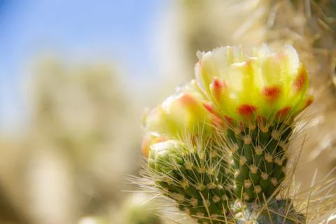 Side lite view of the flower of the cholla cactus (Cylindropuntia bigelovii)  Photos