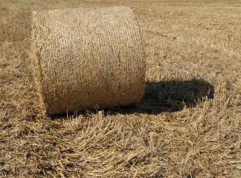 Side long view of bale of straw wrapped in wire mesh pressed into a roll Foto stock