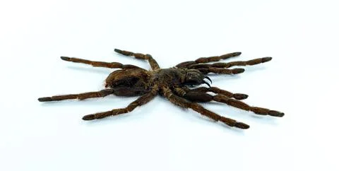 Side low-angle profile of a brown hairy tarantula (Eurypelma spinicrus) iso.. Stock Photos