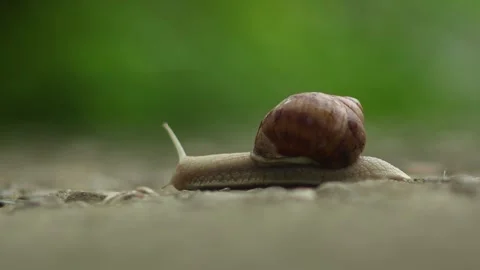 Side low angle view of moving snail with out of focus background Stock Footage 242973826