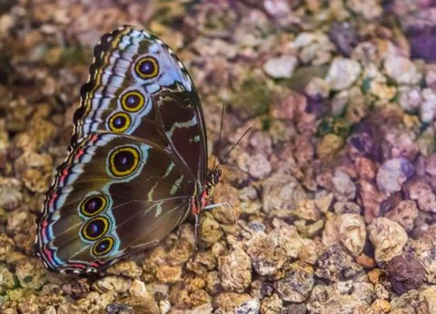Side macro closeup of a blue morpho butterfly, tropical insect specie from Am Stock Photos