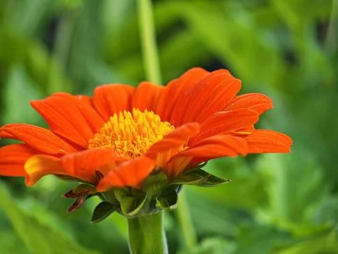 Side macro Mexican sunflower. Stock Photos