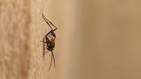 Side Macro View of Ensign Wasp – Parasitic Wasp – Evania caspia Species Stock Footage 312104521
