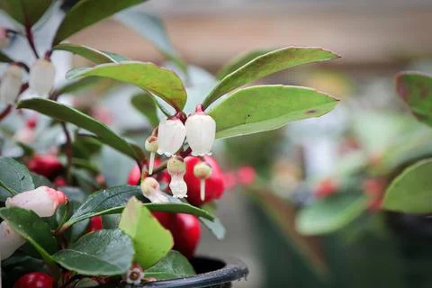 Side macro view of wintergreen berries and blossoms Stock Photos