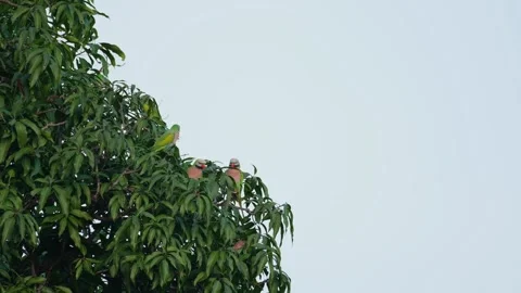 Side of a mango tree populated by some Red-breasted Parakeet Psittacula Stock Footage 257872179