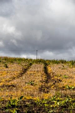 Side marks in a summer wheat field with heavy clouds Stock Photos