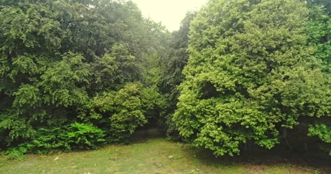 Side motion drone view of beech trees in a woodland. Stock Footage 214451759