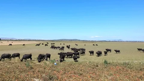 Side moving aerial view of buffalos entered to tomato garden  Stock Footage 117068391