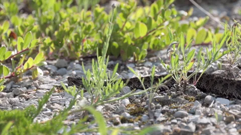 Side moving Eastern Massasaga rattlesnake pit viper moving across gravel forest Stock Footage 346019233