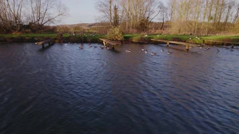 Side moving shot over river of ducks, trees and docks Stock Footage 167770136