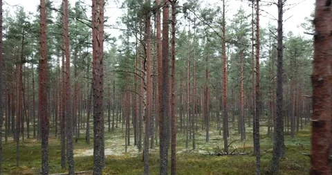 Side moving shot of pine forest 스톡 동영상 164598832