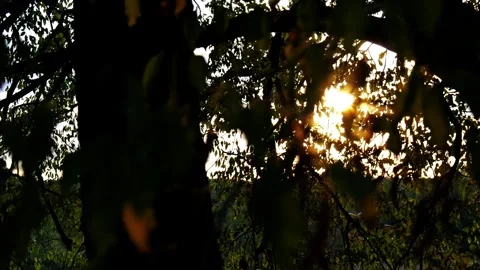 Side-Up Pan in Autumn Forest with Backlit Oaks and Shrubs Stock Footage 318224062