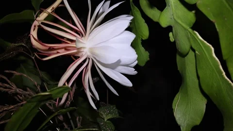 Side Pan of Orchid Cactus 'Queen of the Night' Bloom 4K 60FPS Stock Footage 232901864