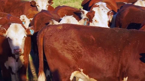 Side pan over Polled Hereford cows and calves in field. Full HD Stock Footage 296352861