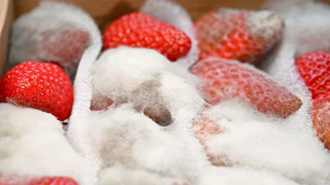 Side pan view box of badly moldy strawberries close up Stock Footage 151372584