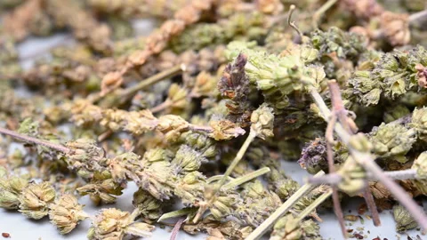 Side pan view herb JingJie or Schizonepetae Herba or Fineleaf Schizonepeta He Stock Footage 147322546