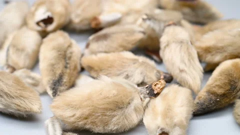 Side pan view herb XinYi or Magnoliae Flos or Biod Magnolia Bud Stock Footage 147089522