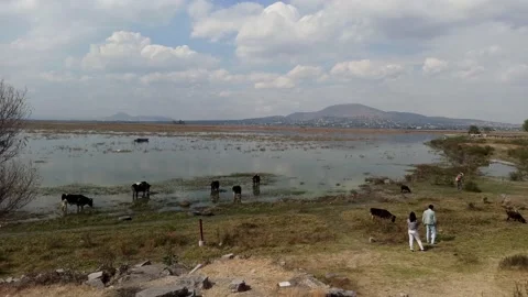 Side pan of the zumpango lagoon Stock Footage 156876087