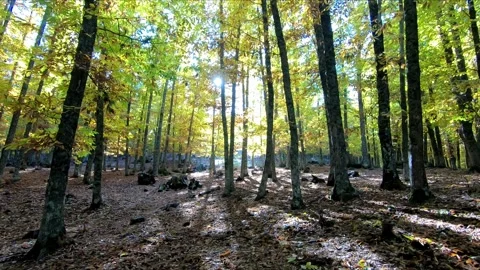 Side panning shot in an fall forest Stock Footage 283865927