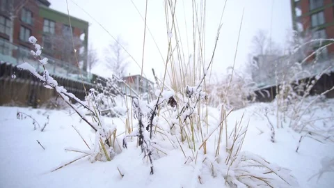 In side the park Ice covered dry grass on snow surface Stock Footage 83293952