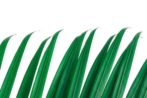 Side part of long tips palm leaves in row, isolated on white background. Stock Photos