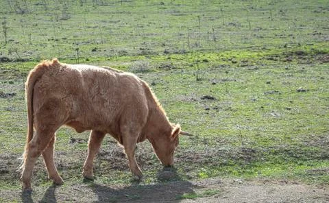 Side perspective of a cow grazing on a path of a meadow Stock Photos