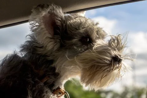 Side pet close up Stock Photos