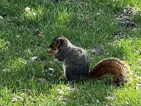 Side picture of Eastern gray squirrel Stock Photos