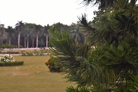Side of a pine tree in a beautiful garden Stock Photos