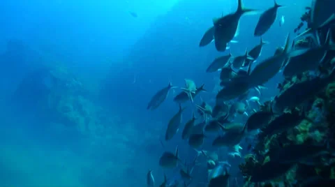 Side of pinnacle with fish swimming down Video stock 33070599