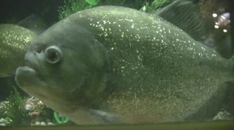 Side of a Piranha Video stock 8575139