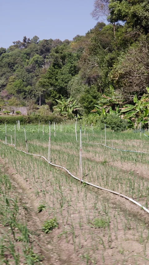 Side plan of a cultivated field between palm trees Stock Footage 265493324