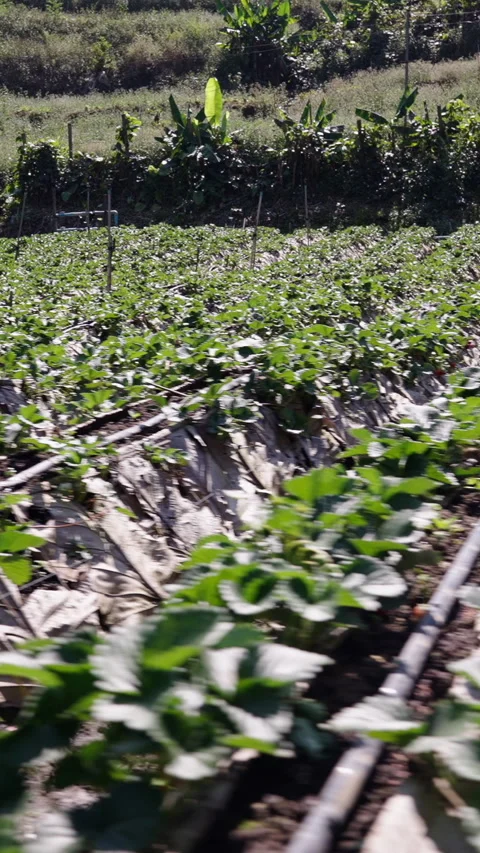 Side plan of an orchard in the middle of a forest Video stock 265477560