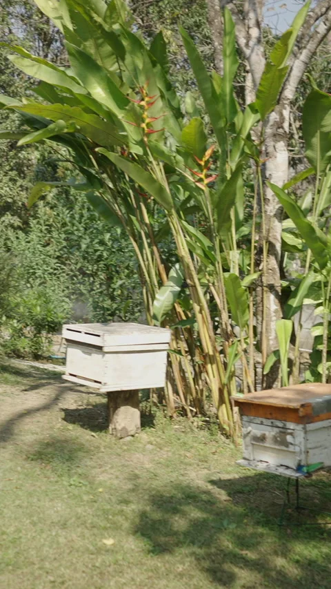 Side plan of several boxes on a beekeeping farm in Chiang Mai Stock Footage 265472335