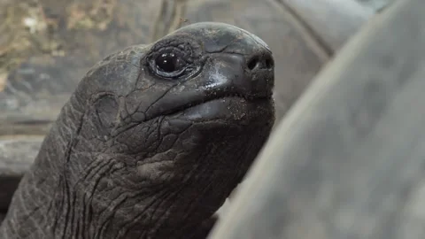 Side Portrait of Aldabra Giant Tortoise Video stock 341008323
