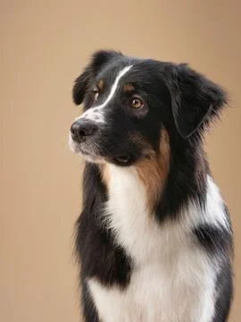Side portrait of Australian Shepherd in studio Stock Photos