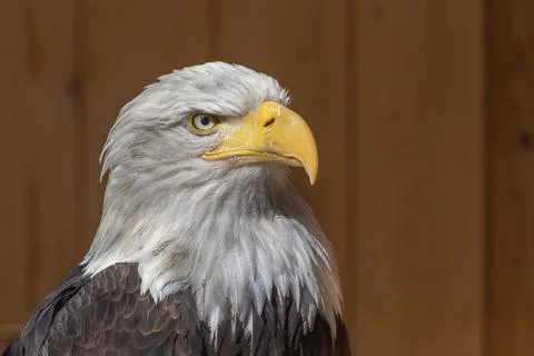 Side portrait of a bald eagle on a dark brown background. The eagle has a col Stock Photos