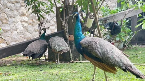 Side Portrait of Exotic Bird Moving Standing in Garden Footage 4K 스톡 동영상 336765165