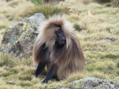 Side on portrait of Gelada Monkey (Theropithecus gelada) grazing grasses Stock Photos
