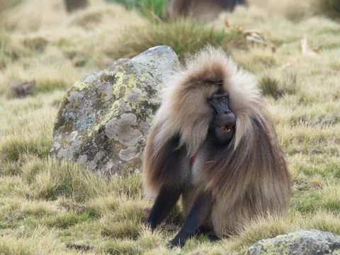 Side on portrait of Gelada Monkey (Theropithecus gelada) showing teeth Stock Photos